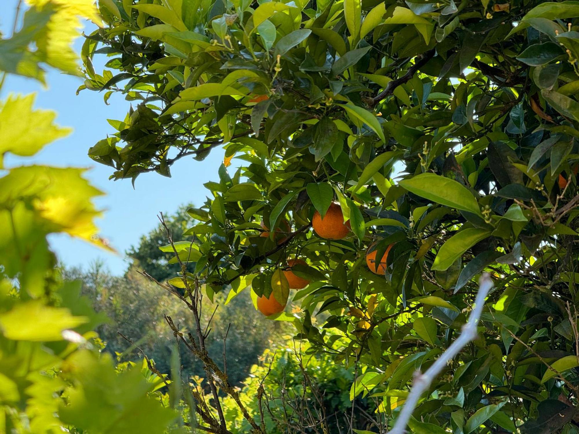 L'Orto Villa San Vero Milis Luaran gambar